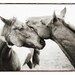Horse Photograph - Black and White Horse Photography, 8x10 two Wild Horses Photo - love, romantic, couple - nature Horse Home Decor