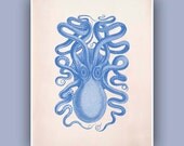 Common Octopus Print 3, LARGE SIZE 11'X14',  Vintage octopus image print, Blue print,  Marine Wall Decor, Nautical art,  Coastal Living