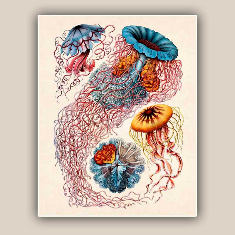 Jellyfish Print Print 11'x14', Vintage jelly fish print, Marine Wall Decor, Nautical art, Large Print, Coastal Living