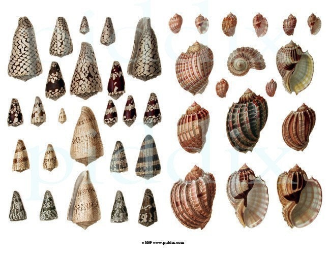 Set of Two 150-year-old Seashells -- piddix digital collage sheets no. 438 and 439