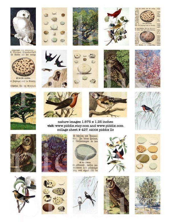 Birds, Eggs, Trees and other nature images in 1.25 x 1.875 inches for large bamboo tiles and more -- piddix digital collage sheet no. 427