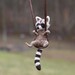 Tiny Raccoon Necklace - needle felted