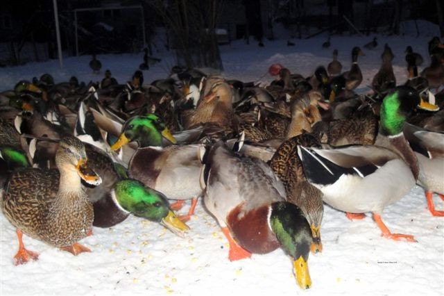 1 Ducks Greeting Card Photography with Envelope Included (5x3)