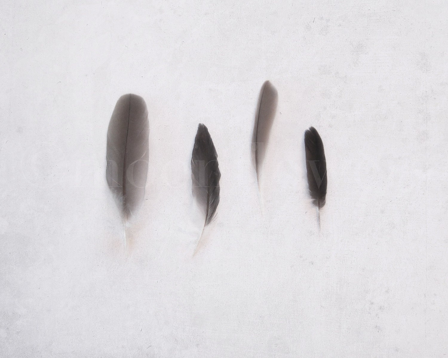 Four Feathers Fine Art 8x10 Photograph. Natural History.
