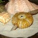 sea urchin focal bead with driftwood organic freeform style ceramic in earthy golden tones studio art pottery