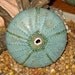wall art sea urchin in ancient turquoise blue ceramic wall decor hanging accent - handmade from the studio of Earth N Elements Pottery