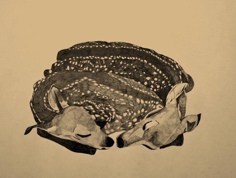 fawns print 8x10