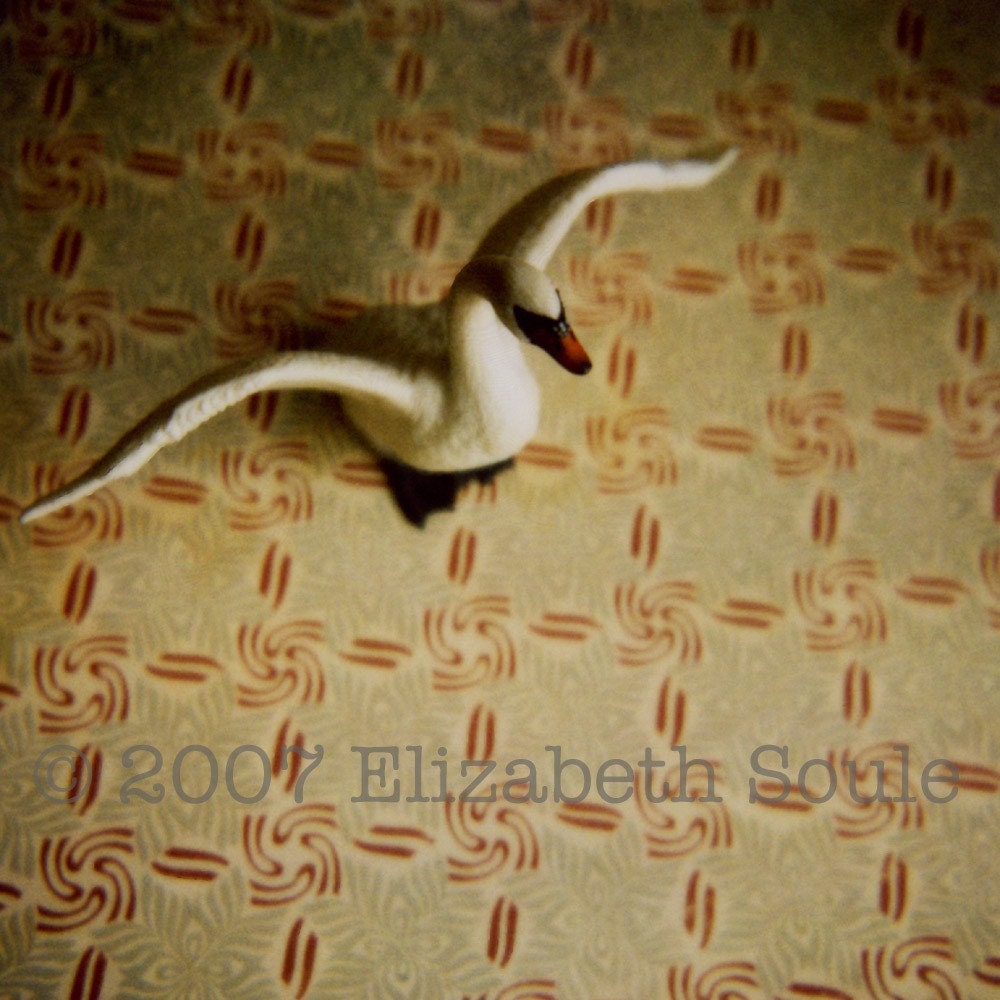 Swan from Above, print