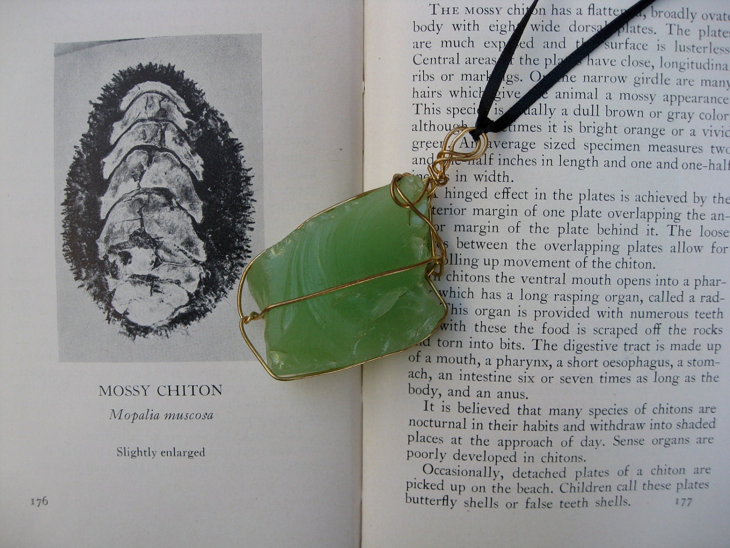 Mossy Chiton