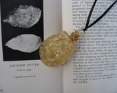 Ostrea Gigas