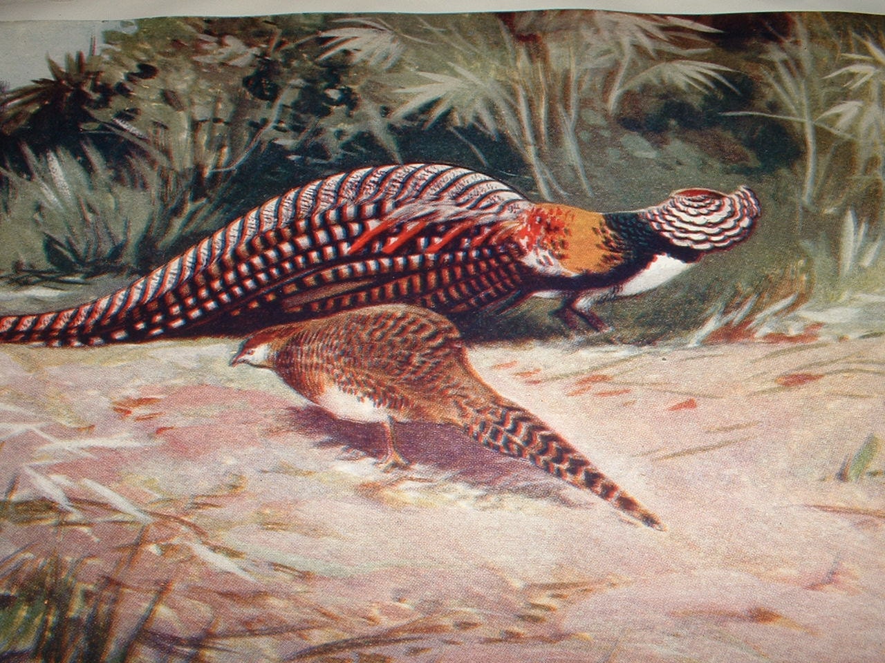 1922 AMHERST PHEASANT in Display Antique Color Plate Illustration for Altered Art or Framing