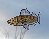 Iridescent Minnesota Walleye