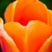 Orange Tulip Closeup Print 16 x 20"