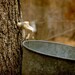 Maple Tree Tapping - 8x10 Metallic Photograph