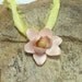 Flower Pendant - Magnolia Pink Pearl
