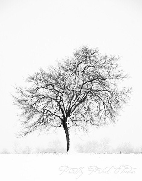 Fine Art Photograph, Black and White Art, Snow, Winter Tree, Stark, Minimalist Art, Landscape, Nature Print, Tree Photo, 11x14 Print - PrettyPetalStudio