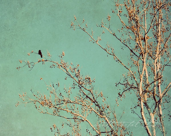Fine Art Photograph, One Bird in a Winter Tree, Haiku Art, Teal Tones, Winter Scene, Golden Light, Wall Decor, 8x10 Print