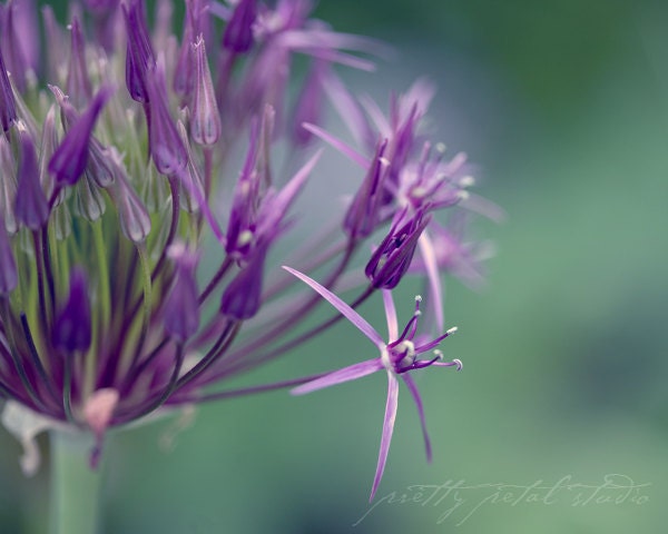 Purple Flower, Macro Fine Art Photograph, Green Hues, Nature Photo, Botanical Garden . 8x10 Print