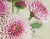 Macro Pink and Purple Bouquet . Shabby Chic Photograph . Floral Art . 8x10 Print