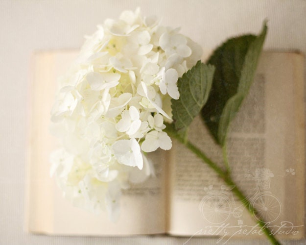Fine Art Photograph, White Hydrangea, Book, Pages, Still Life Art, Flower Photo, Gardener, Botanical Print, Beige, Novelist, 8x10 Print - PrettyPetalStudio