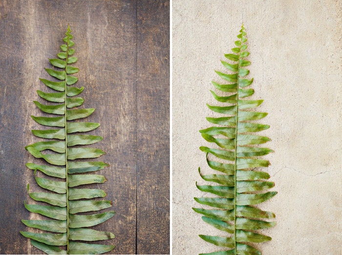 Botanical Fine Art Photograph, Boston Green Fern Leaves on Brown Wood and Cream Concrete, Nature Art, Sage, House Plant, Two (2) 4x6 Prints