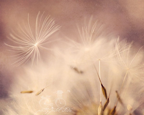Abstract Fine Art Photograph, Macro Print, Romantic Dandelion Wishers, Close Up, Mauve Tones, Summer, Fluffy, Shabby Chic Art, 8x10 Photo