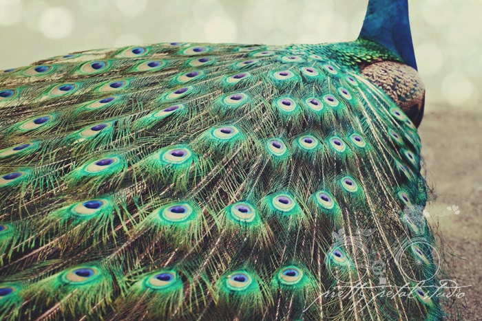 Abstract Fine Art Photograph, Peacock, Feathers, Colorful, Sapphire Blue, Sage Green, Bird Lover, Wall Art, Home Decor, Fancy,  4x6 Print