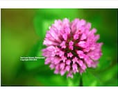 Over Clover 8x10 Digital Print - Home Decor - Art Print Flower - Wall Decor - Bedroom Decor Art