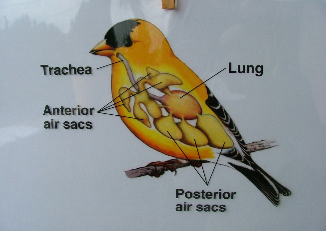 Items similar to Respiratory System of a Bird Science Transparency