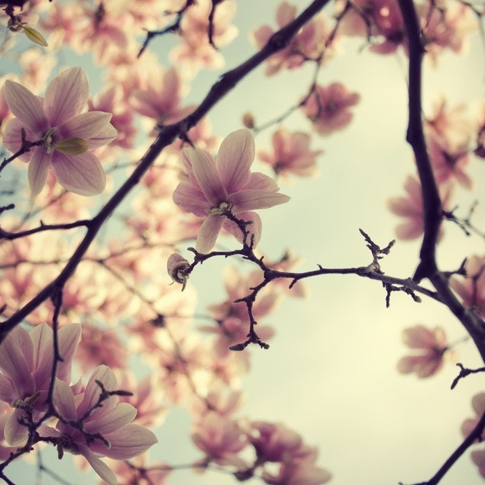 Spring Photograph, Magnolia Tree Flower Blossoms, Pastel, Pink and Blue, Feminine, Mother's Day - A Little Flirt