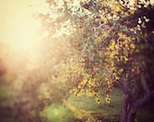 Autumn Photo, Apple Orchard, Warm Sun, Glow, Landscape Photography - Comfort me with apples - EyePoetryPhotography