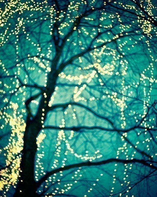 Tree Lights, Winter Photograph, Color Photography, Bare Branches, Fine Art Print, Blue Wall Decor, Christmas - Twinkle