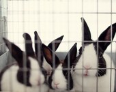 Easter, Rabbit Photograph, Spring, Bunnies, Rustic, Rural, Farm, Adorable, Cute Fine Art Print - Year of the Rabbit