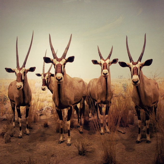 Antelope antlers photograph - Still life - Natural History, Southwest, Autumn Colors, Natural, For Men, Nature photography