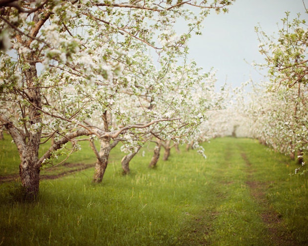 Reverie - Apple Orchard Photograph, Spring, Flowers, Rustic, Farm, Blossoms, Easter, Wedding Decor, Nature Photography