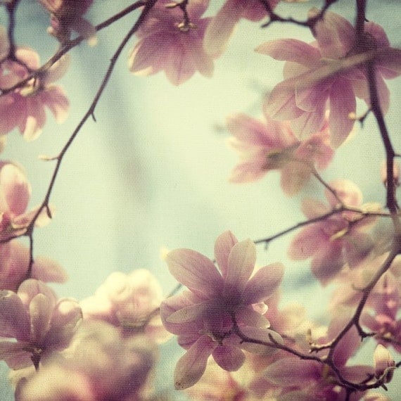 Magnolia photograph - Fine art flower photograph - Daydream believers - tree, spring, pastels