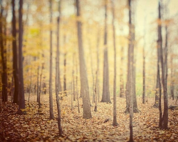 Autumn woodland photograph - The Secret Life of Trees - Fall photography, Forest, Yellow leaves, Honey Gold, Nature, Rustic,