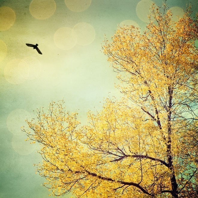 Fall Photography, Tree in Autumn, Yellow Leaves, Orange, Blue Green, Pastel, Bird - Tell the sky