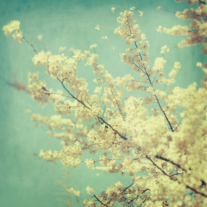 Flower Photograph, Blossoms, Spring, Tree, Nature Photography, Aqua - Kiss the Sky