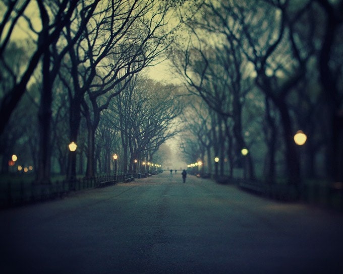 Central Park, New York City Photograph, Trees, Fog, Color Photography, Twilight, Mysterious, Denim Blue - The Music of Chance