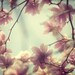 Magnolia photograph - Fine art flower photograph - Daydream believers - tree, spring, pastels