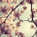 Spring Photograph, Magnolia Tree Flower Blossoms, Pastel, Pink and Blue, Feminine, Mother's Day - A Little Flirt