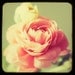 Nostalgia - Fine art photograph - TTV - flower - ranunculus