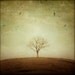 Lone tree, Photograph, Fall, Autumn Photo, Bare Branches - The Round Earth - Fine art landscape photograph