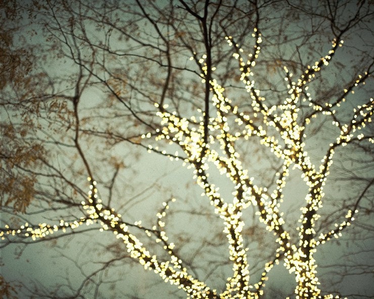 Tree Photograph, Winter, Magical Christmas Lights, Gray Night Sky, Bare Branches - Everything is illuminated