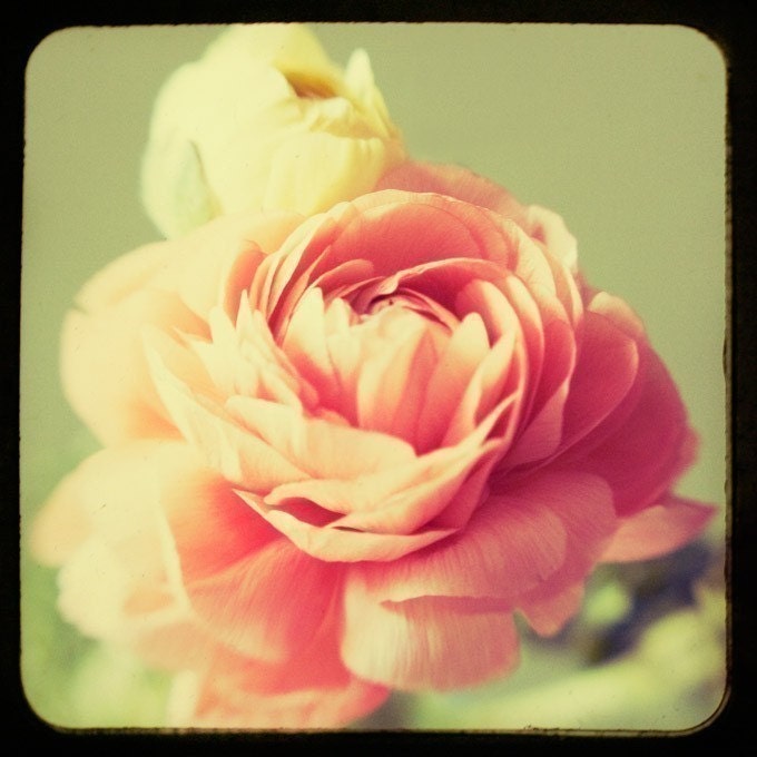 Flower Photography - TTV Flowers Print Set - Botanical Decor, Vintage Style Wall Decor, Pastel, Spring Floral Collection, Feminine, Romantic