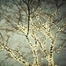 Christmas Lights, Winter Photography, Bare Trees, Blue Green Grey Silver, Four Fine Art Prints  - Night Lights