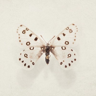 Wings - Butterfly Photography, Nature Photograph, Four 5x5 fine art prints in neutral beige and brown, Spring, White