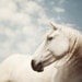 Horse Photography Art Nature Photograph White Animal Camargue Fine Art Print in Pastel Spring Fairytale Dreamy - Wild is the Wind