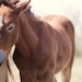 Horse Photos, Nursery Wall Art, Child's Room Decor, Nature Photography, Cute, Foal, Rustic, Spring, Farm - The Foal